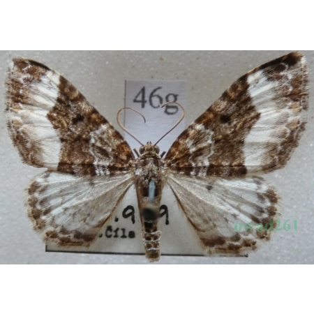 Euphyia unangulata (Haworth, 1809) Paśnik jednozębik Czech46g